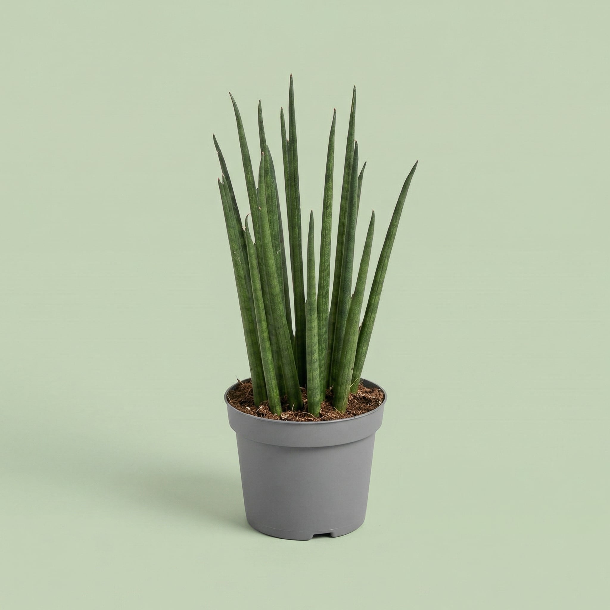 MM-FA1972 - plants