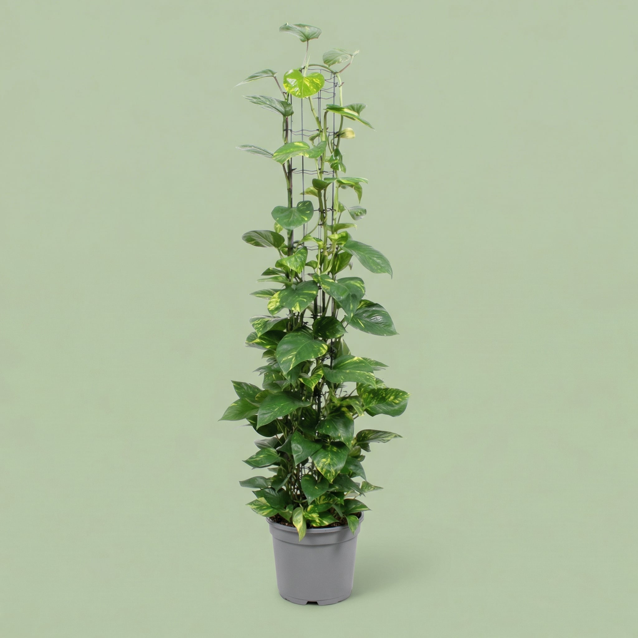 MM-FA73 - plants
