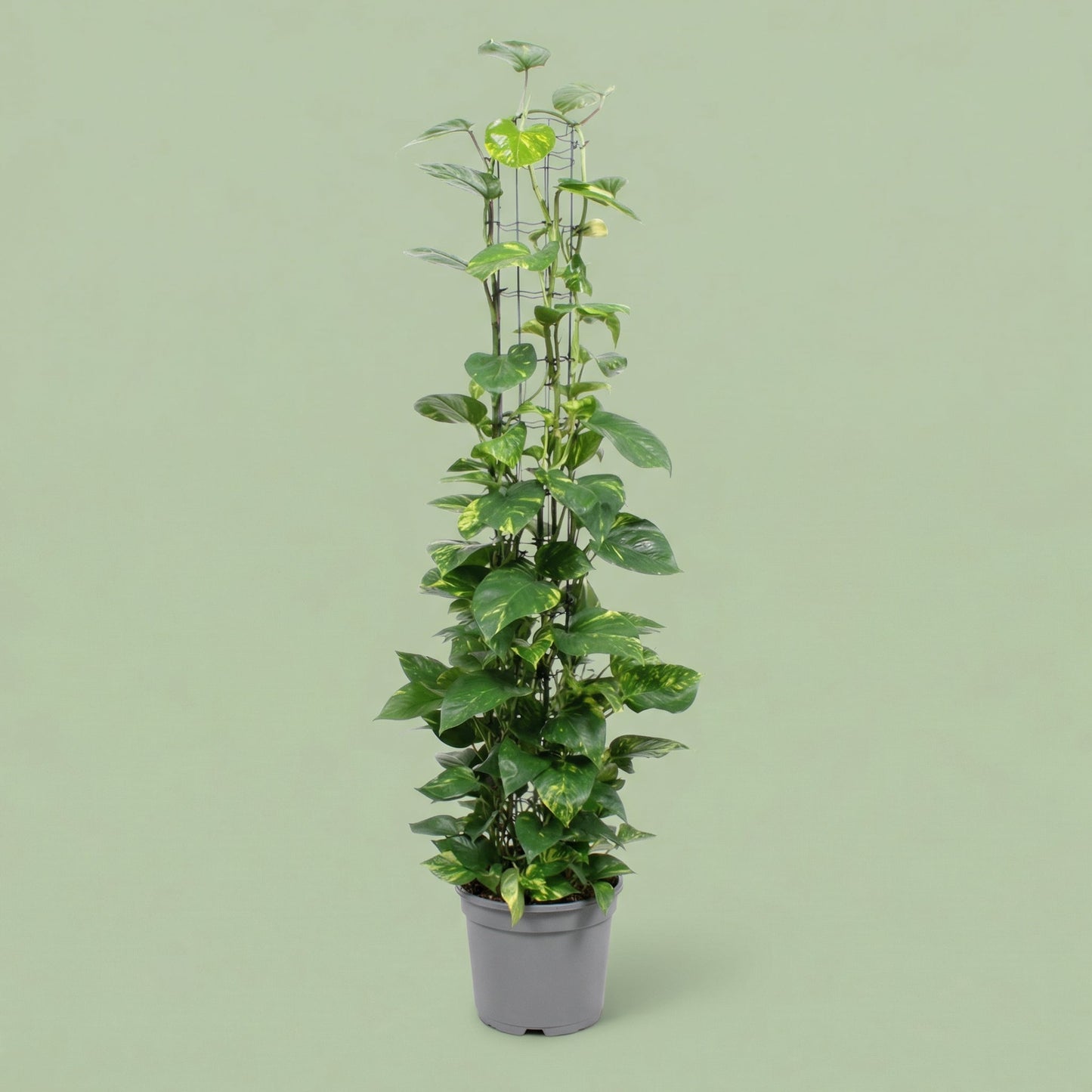 MM-FA73 - plants