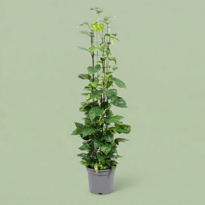 MM-FA73 - plants