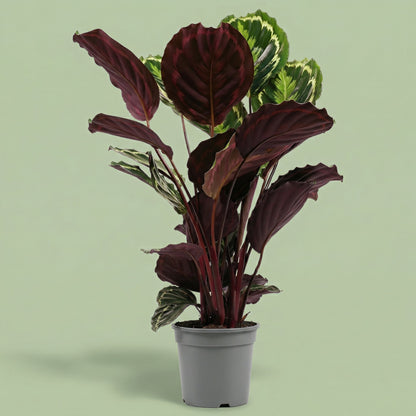 MM-GBVA3 - plants