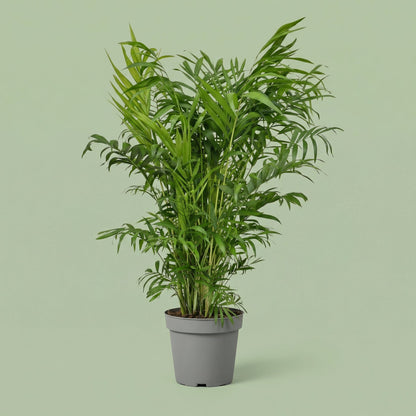 MM-HEBO02 - plants