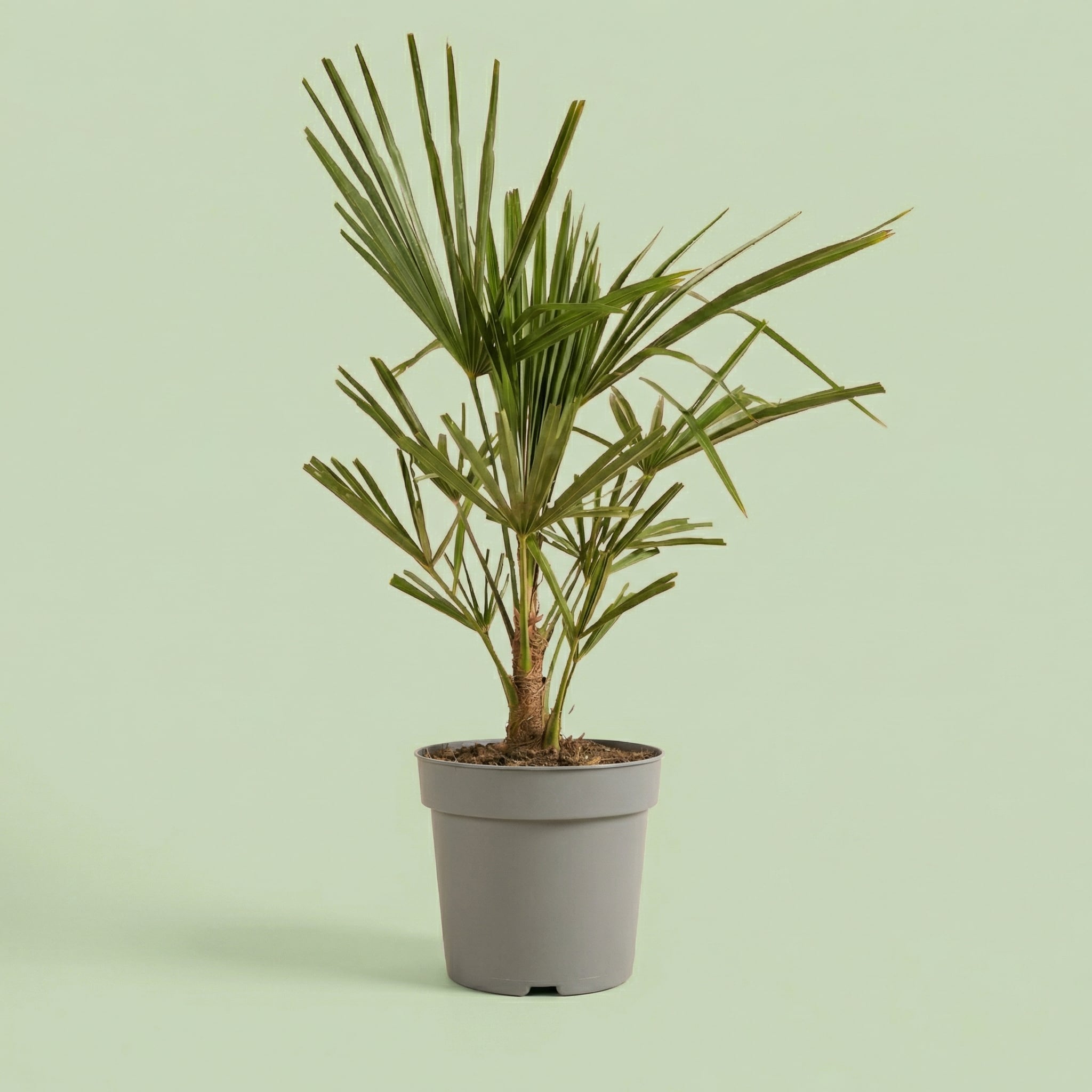MM-HEBO15 - plants