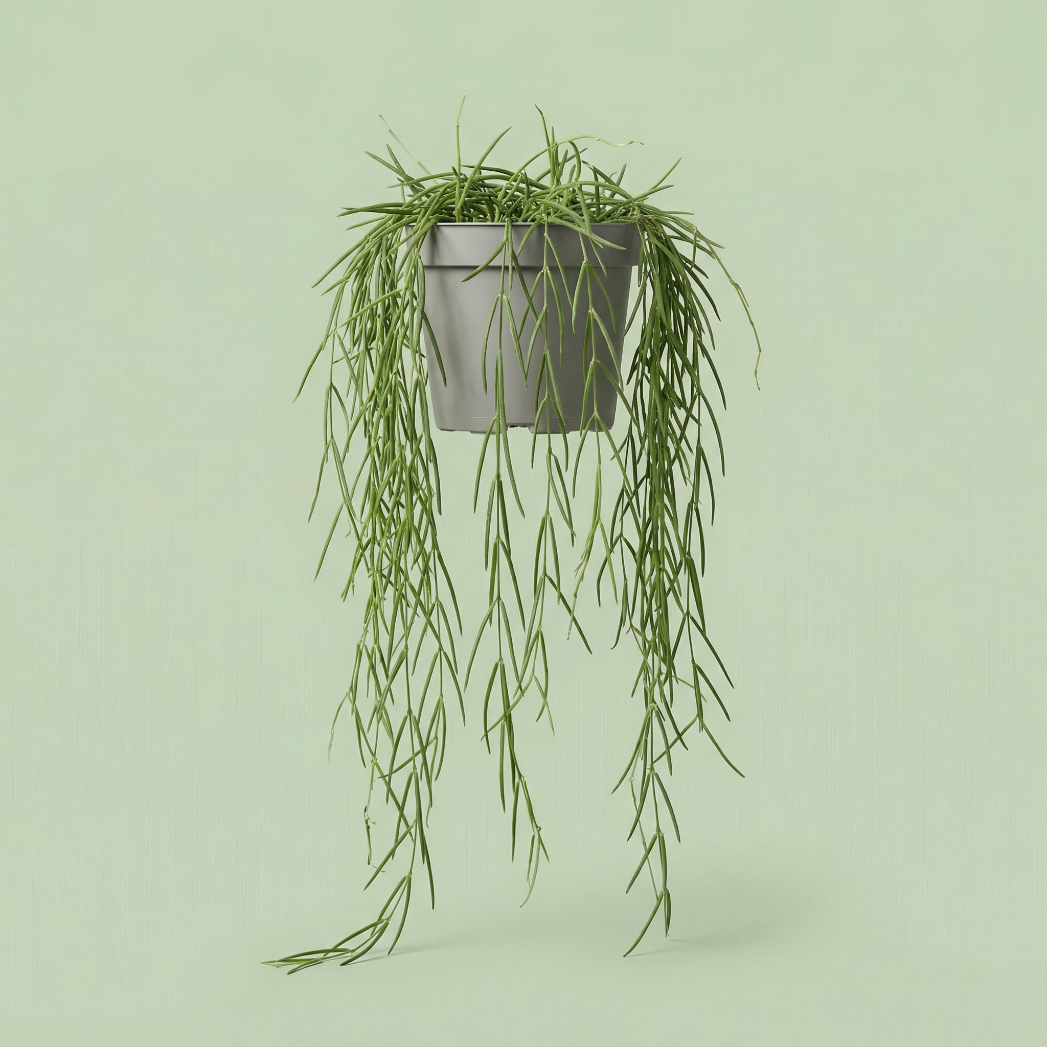 MM-JM212 - plants