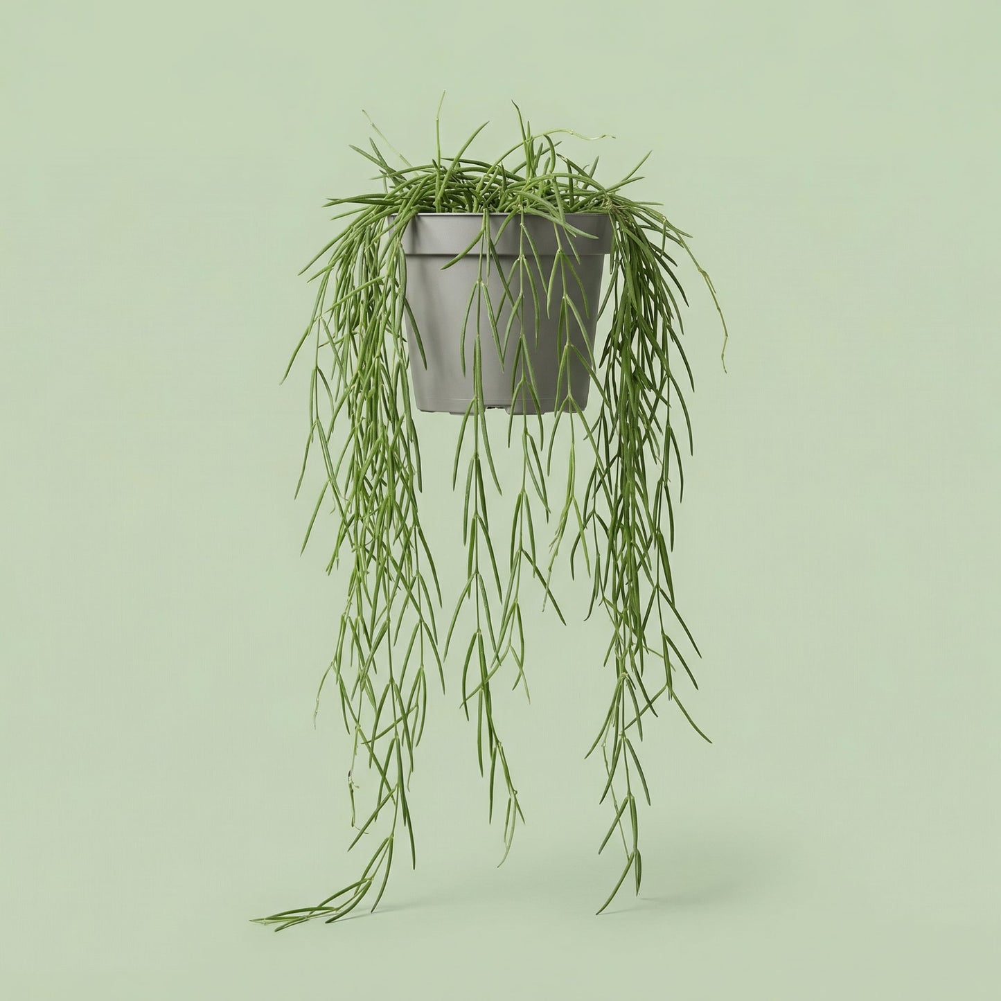MM-JM212 - plants