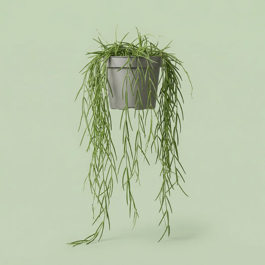 MM-JM212 - plants