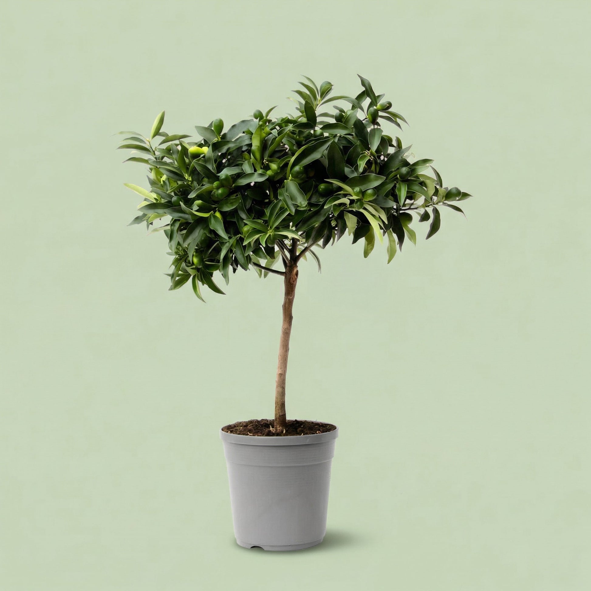 MM-JN5 - plants