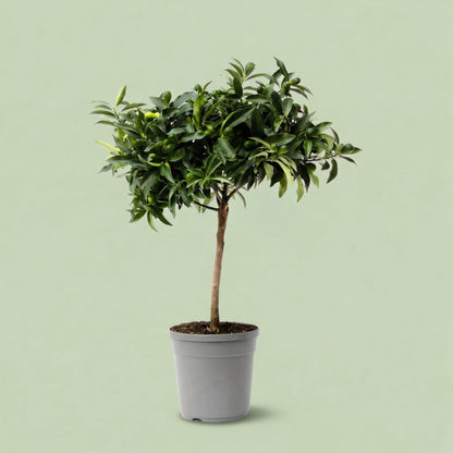 MM-JN5 - plants