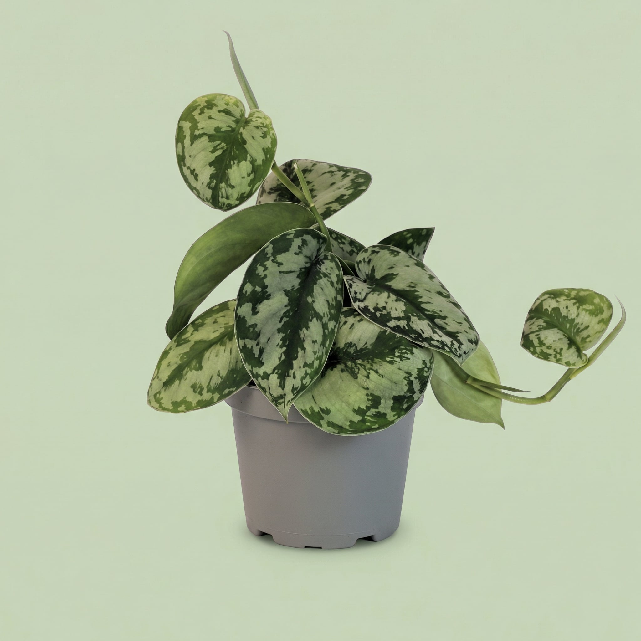 MM-KAP3 - plants
