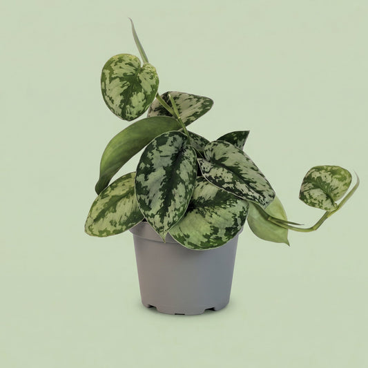 MM-KAP3 - plants