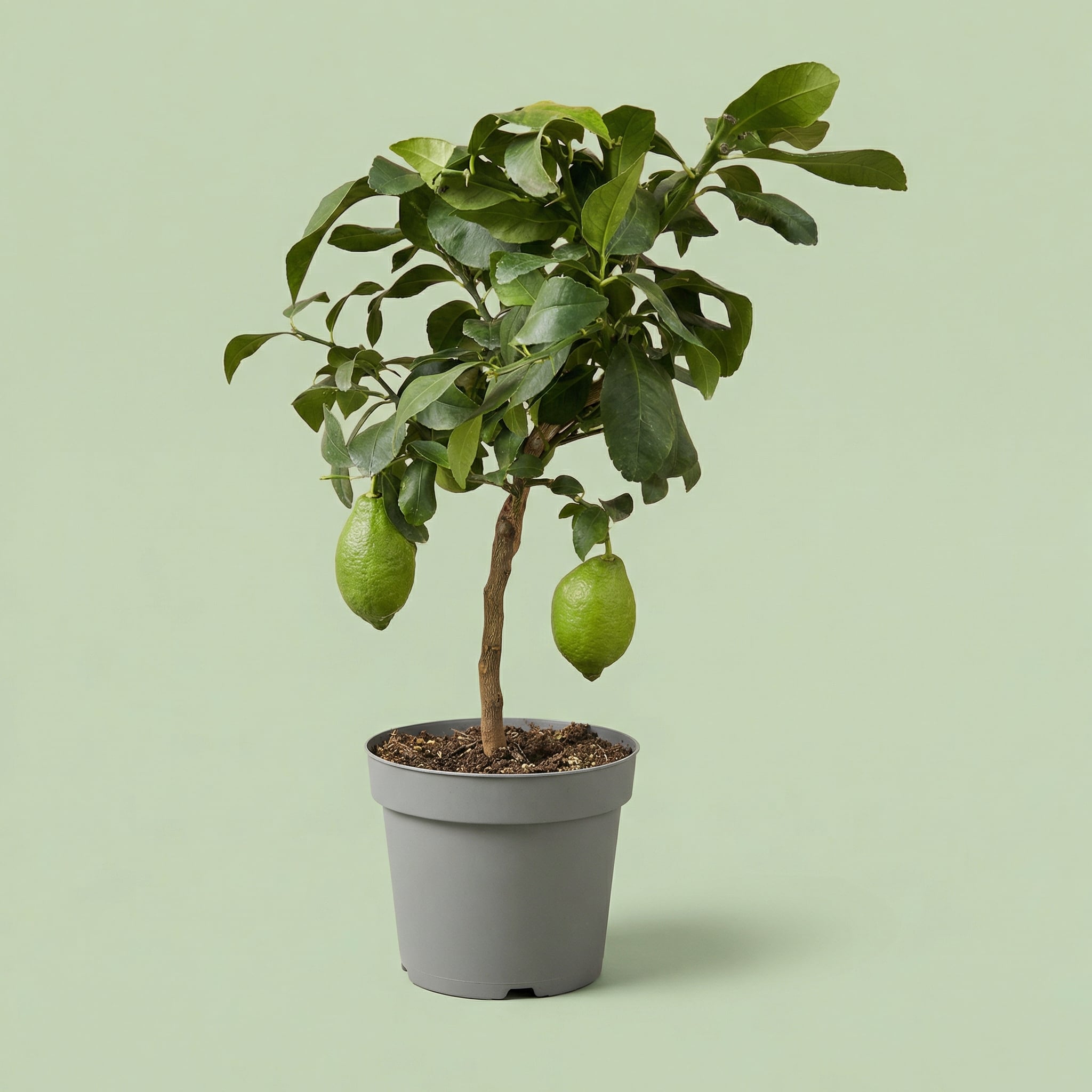 MM-LUIT037 - plants