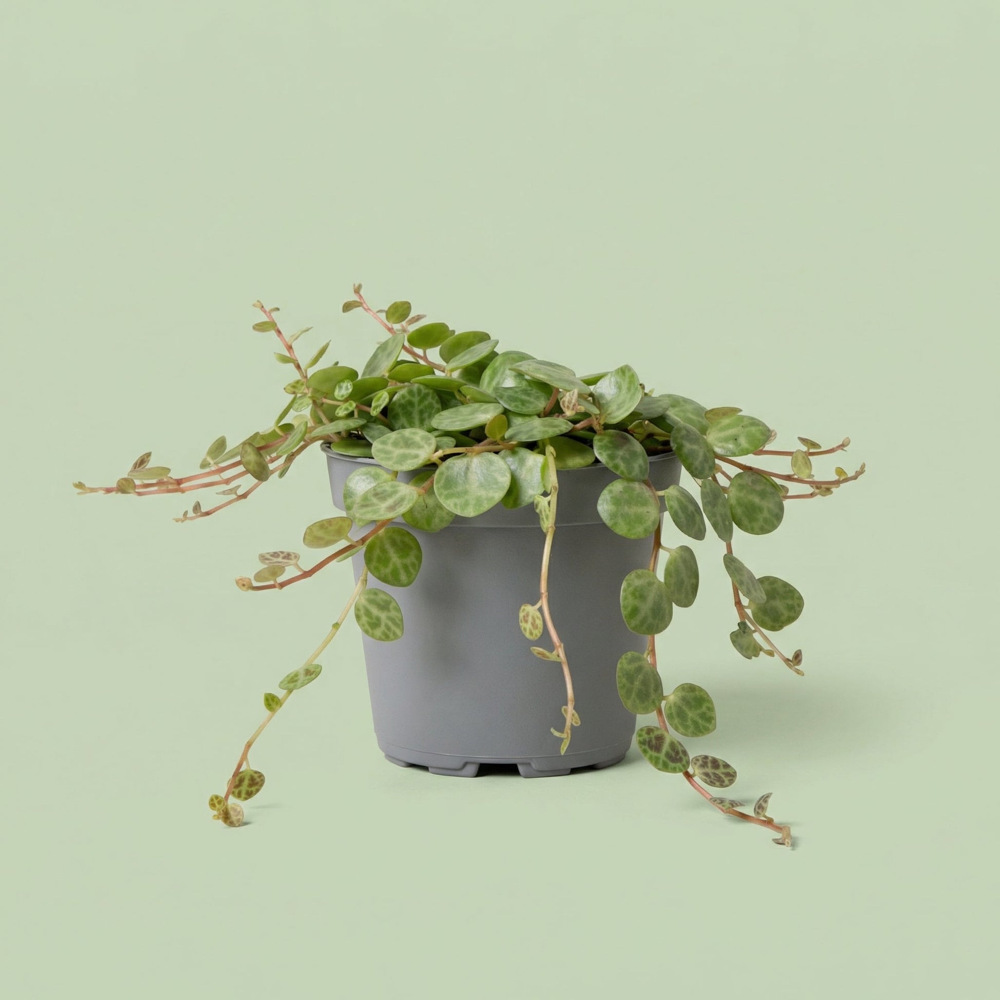 MM-LUN20 - plants