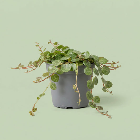 MM-LUN20 - plants