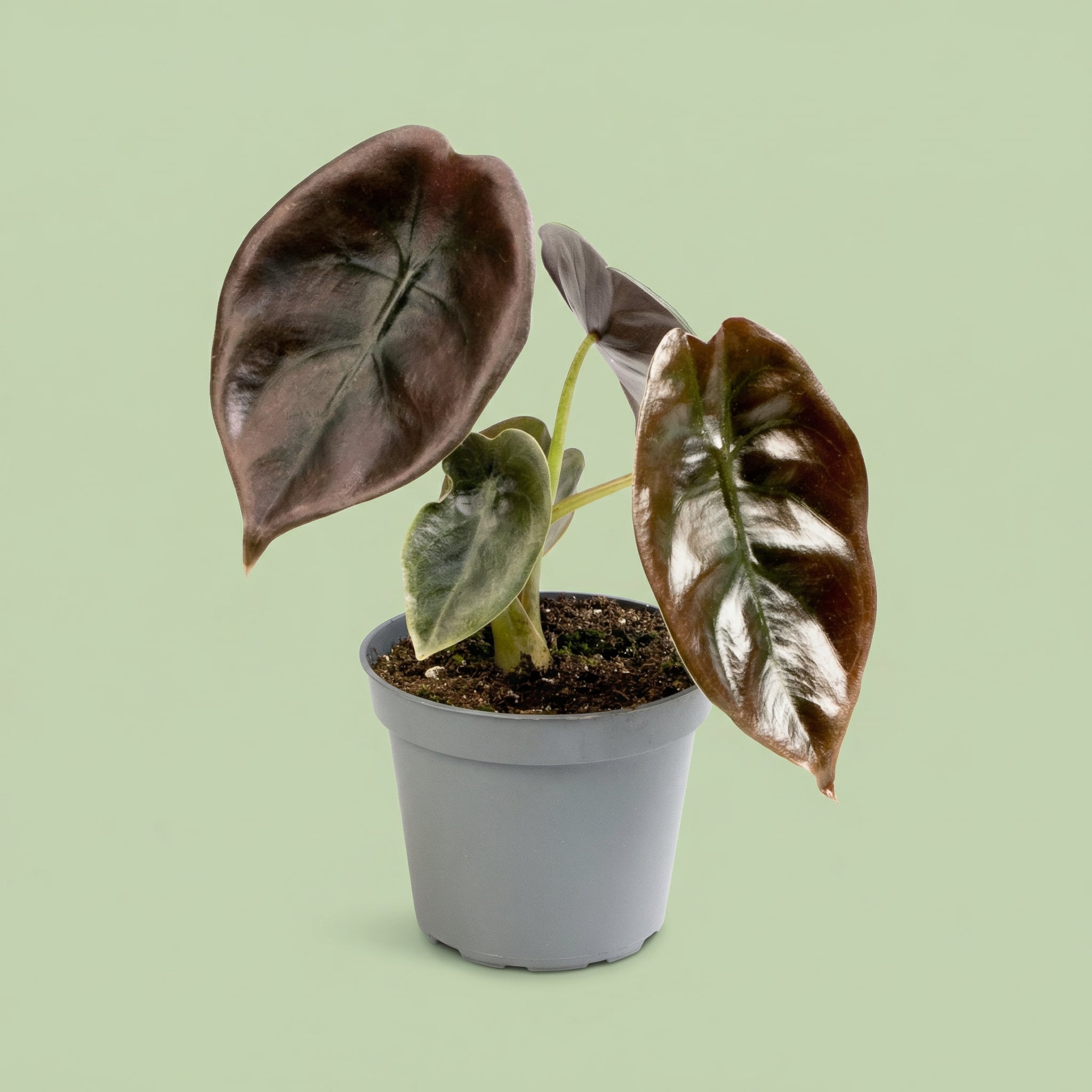 MM-LUN34 - plants