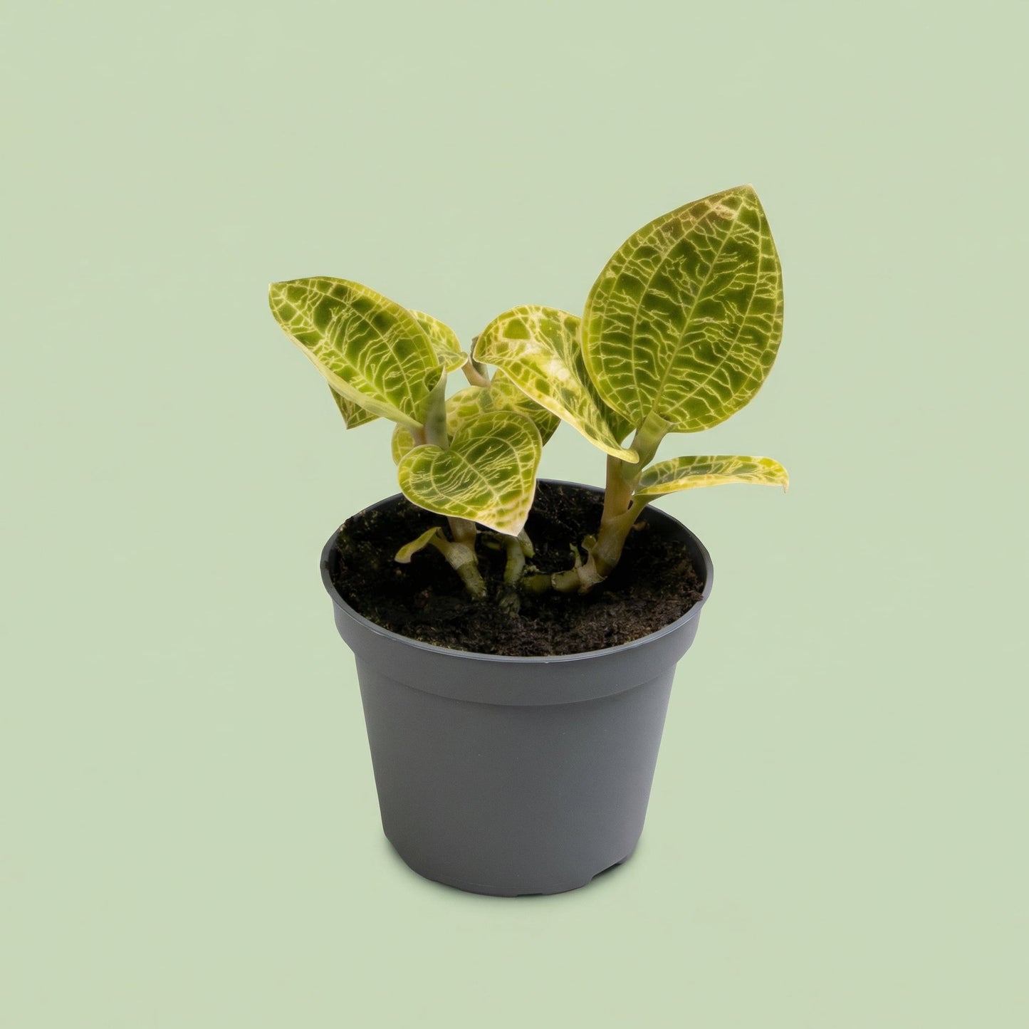 MM-LUN51 - plants