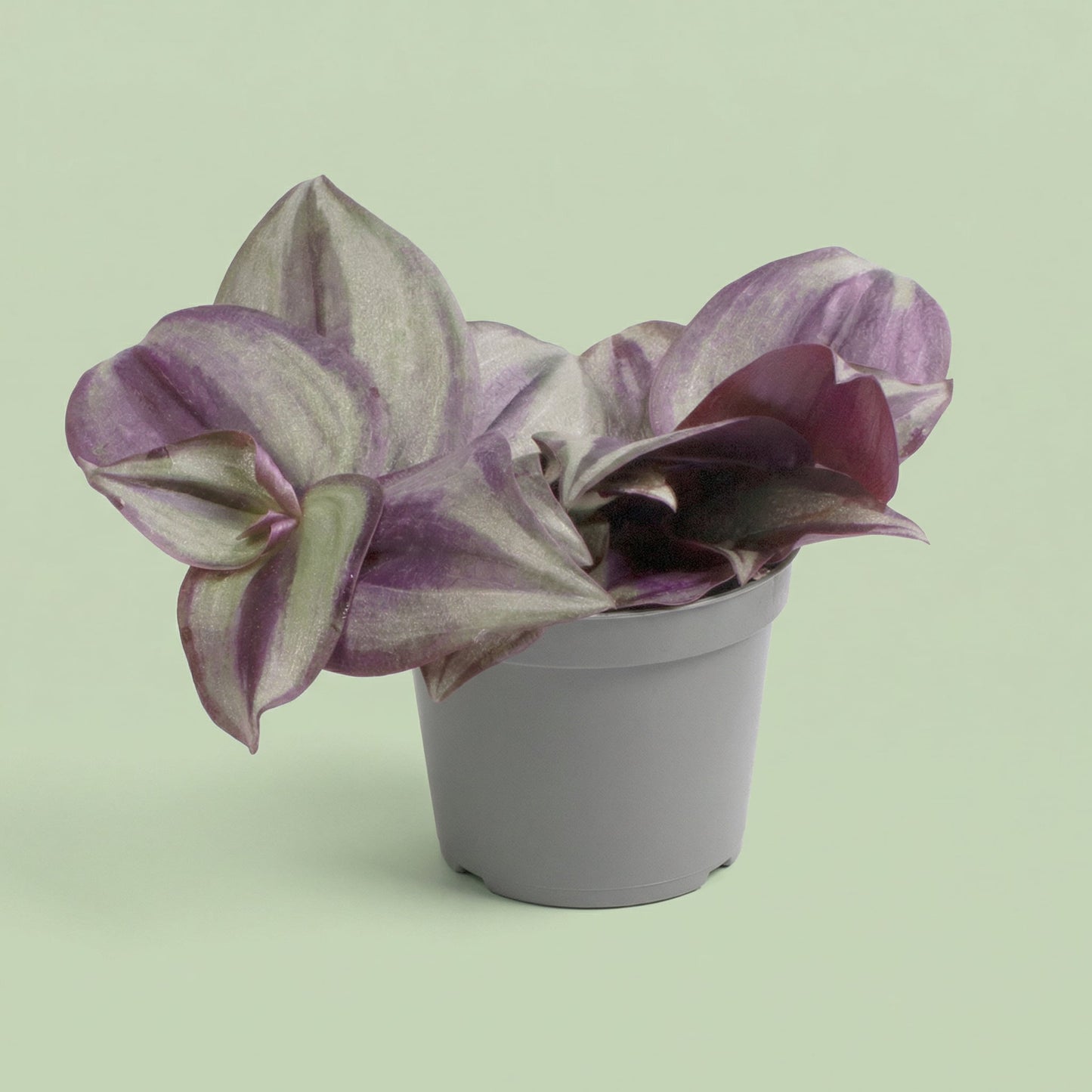 MM-LUN53 - plants