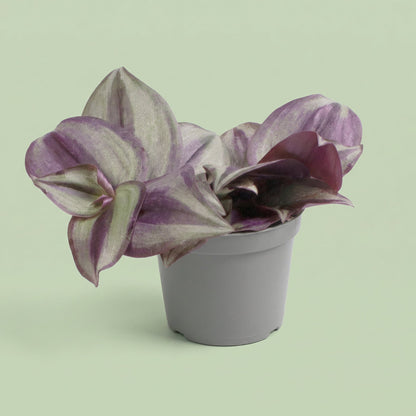 MM-LUN53 - plants