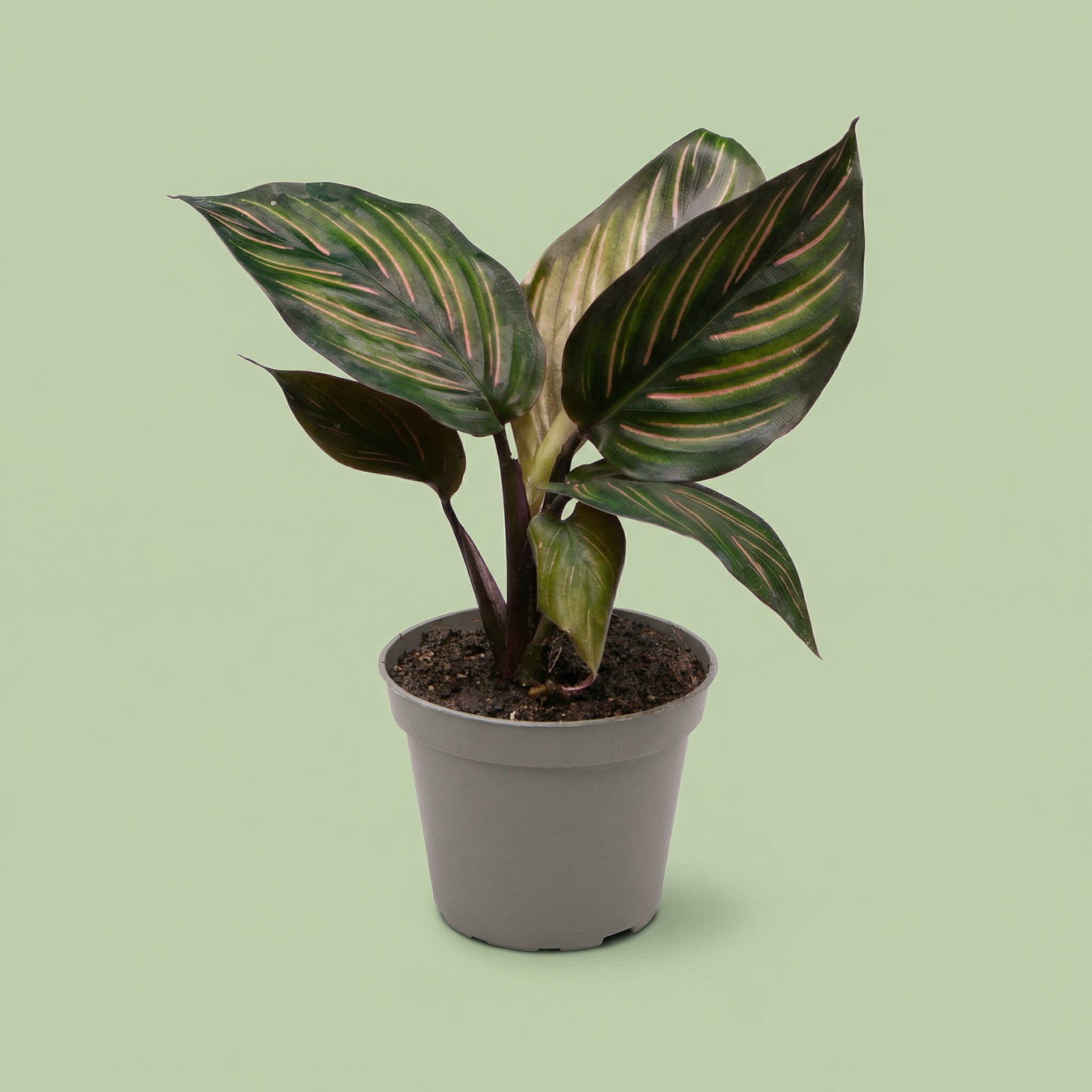 MM-LUN56 - plants