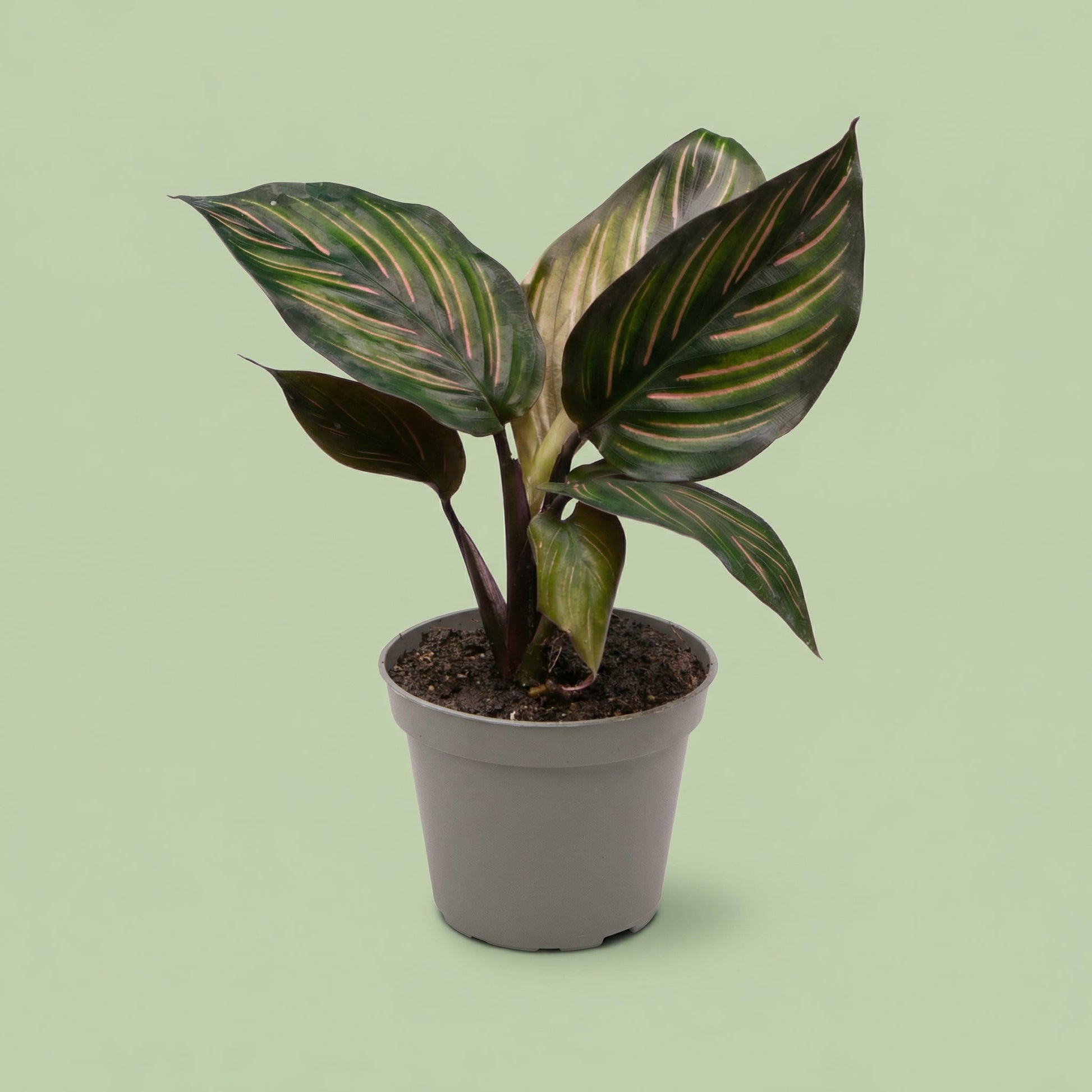 MM-LUN56 - plants