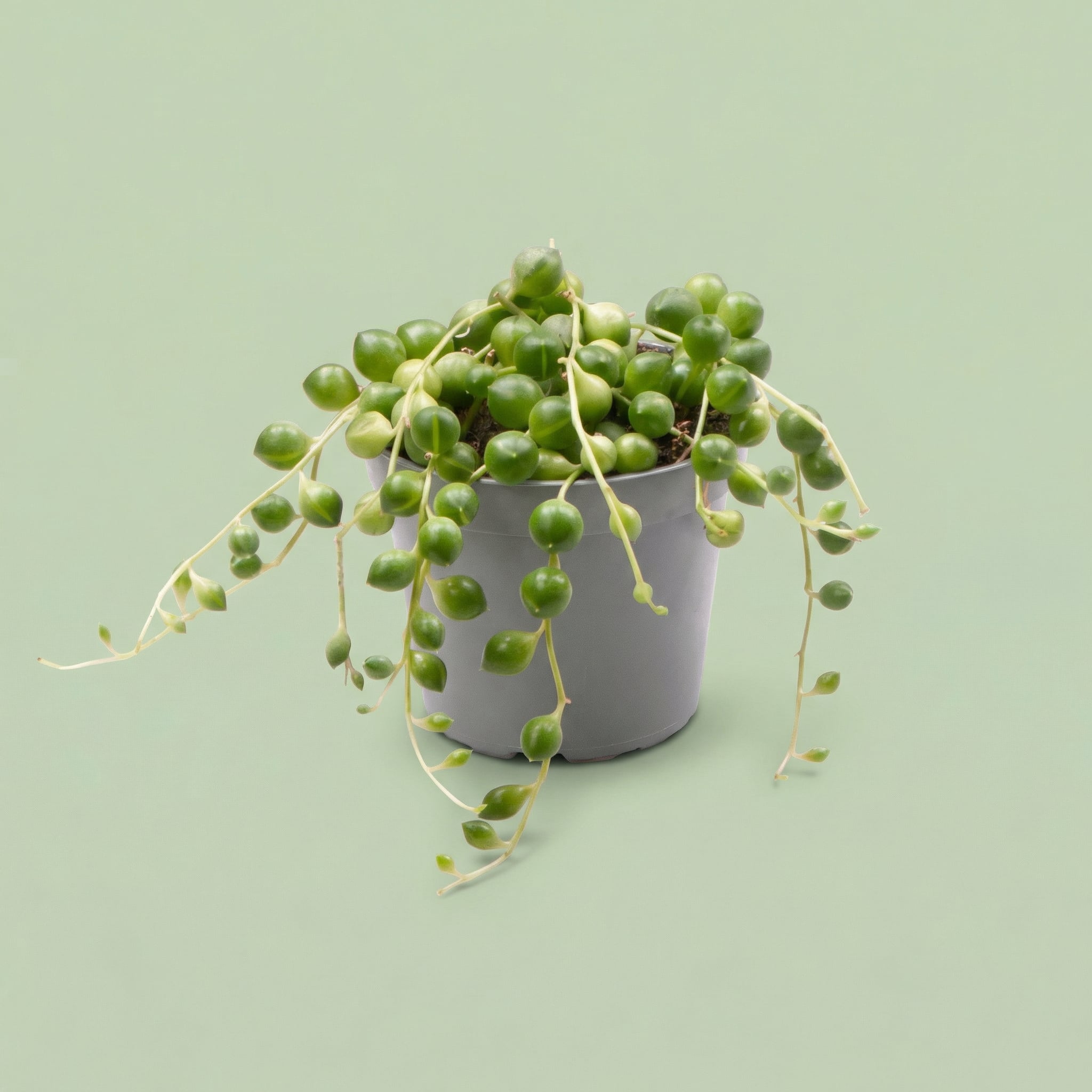 MM-LUN86 - plants