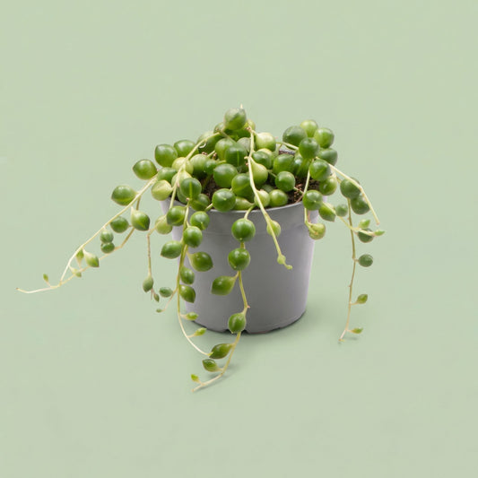MM-LUN86 - plants