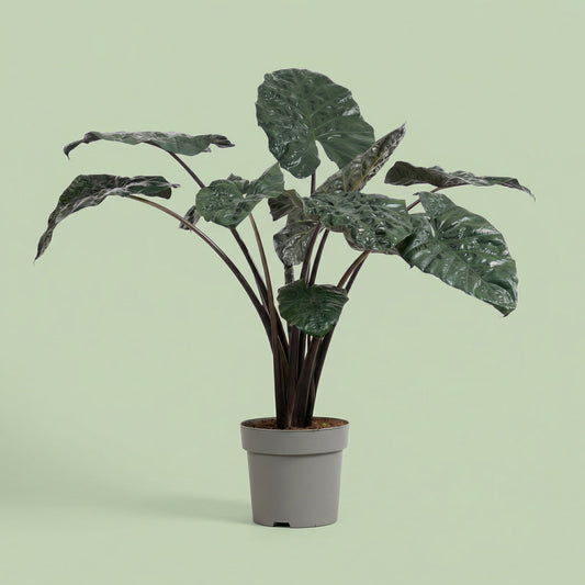 MM-MEC-0049 - plants