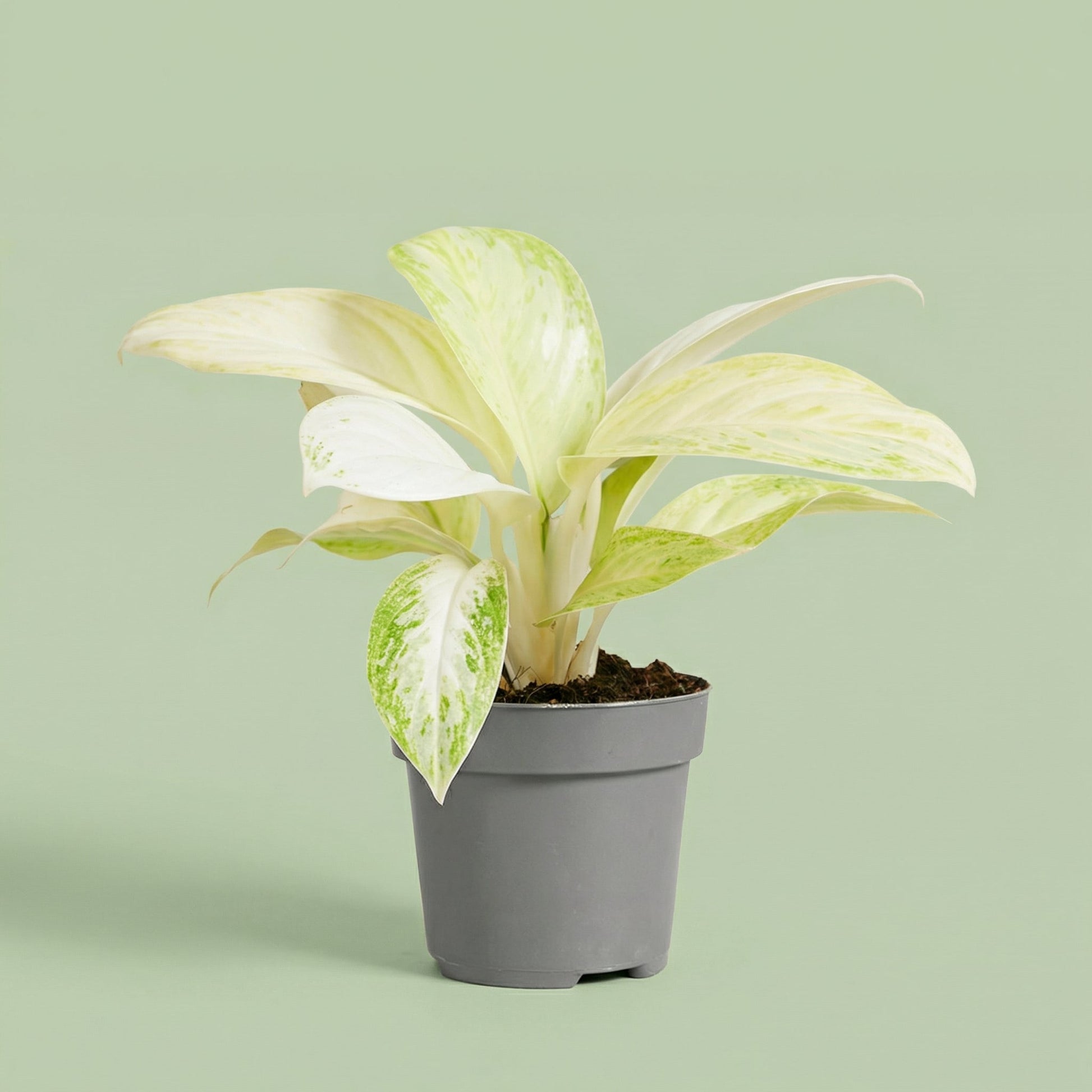 MM-MEC-0273 - plants