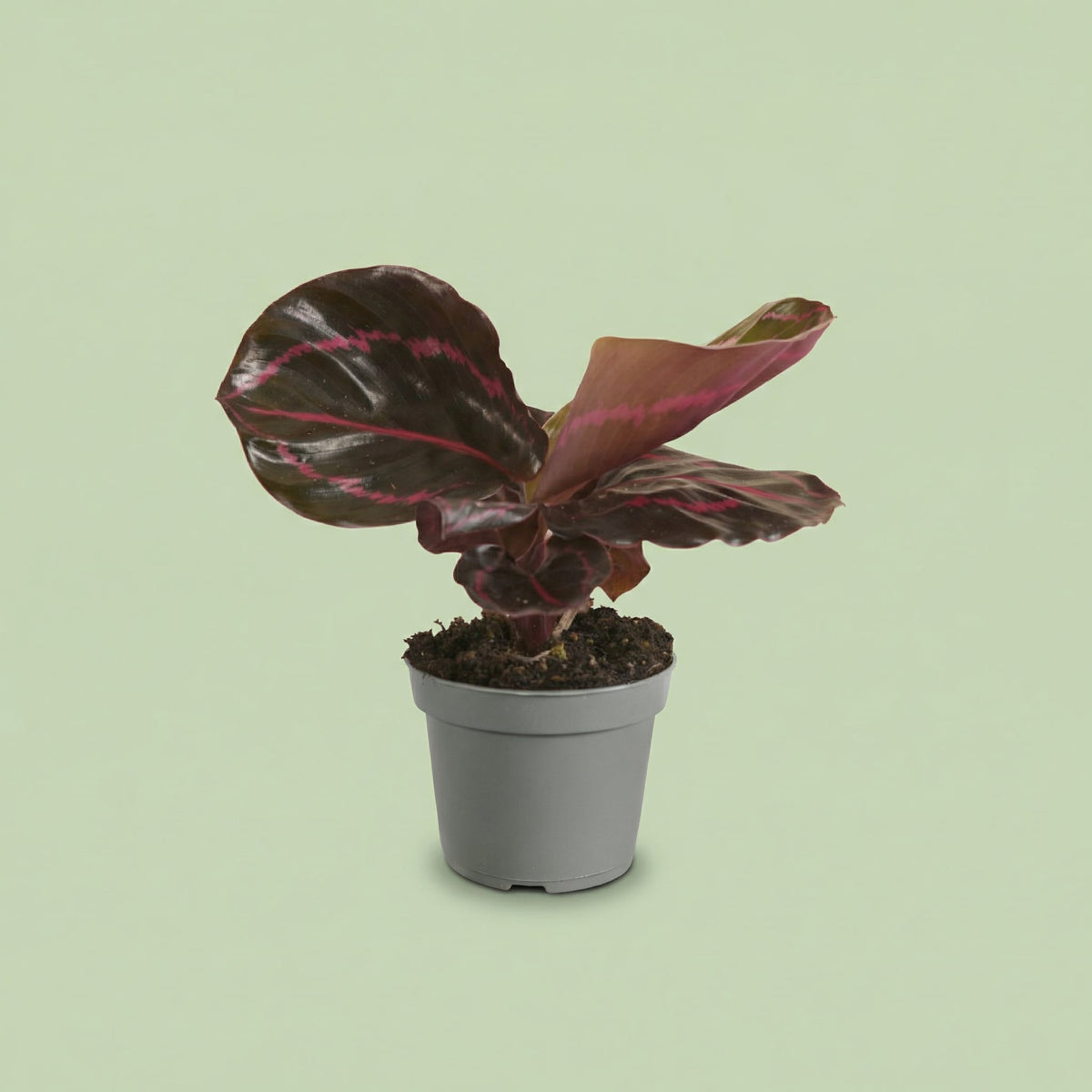 MM-MEC-0314 - plants