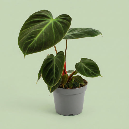 MM-MEC-0368 - plants