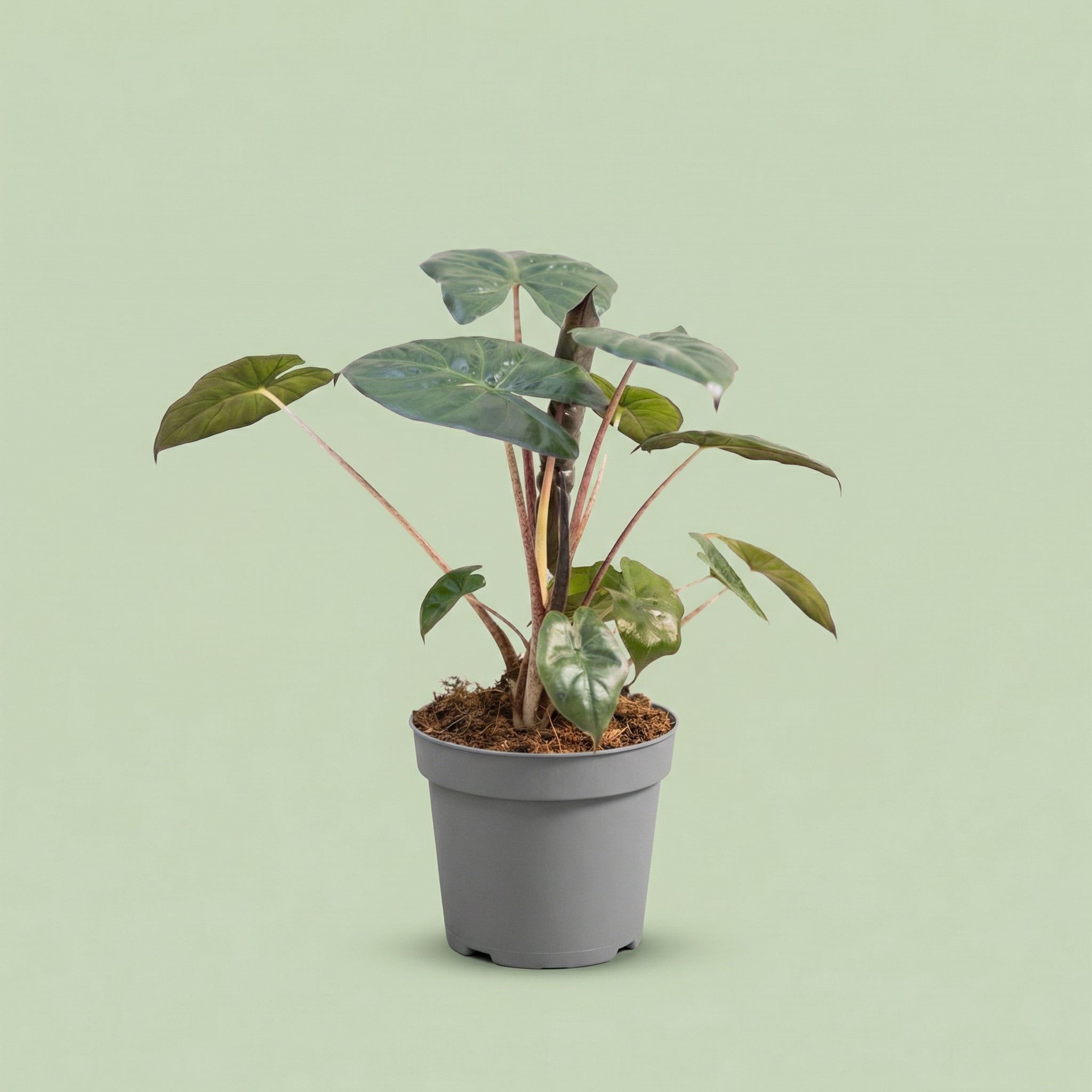 MM-MEC-0387 - plants