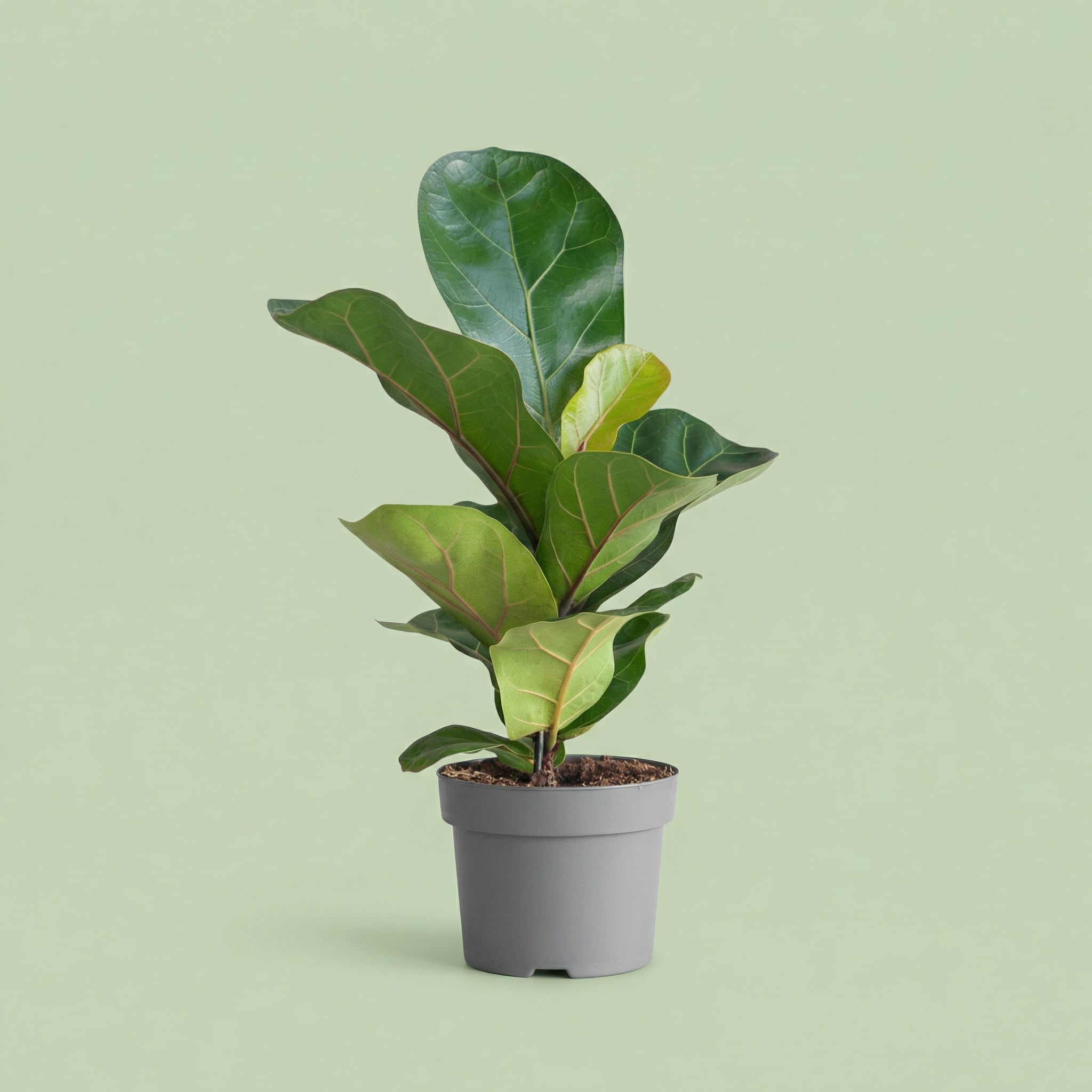 MM-MEC-0420 - plants