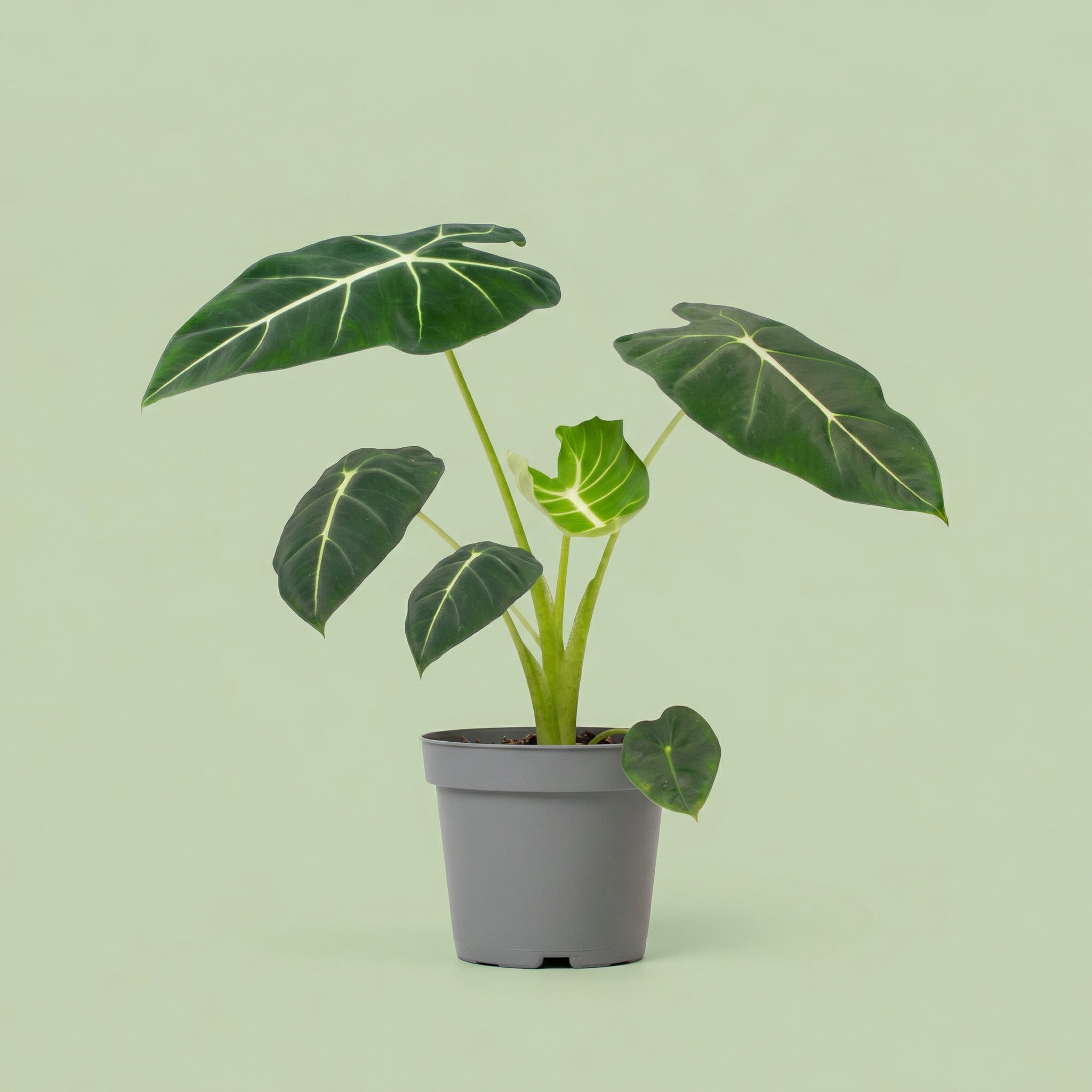 MM-MEC-0475 - plants