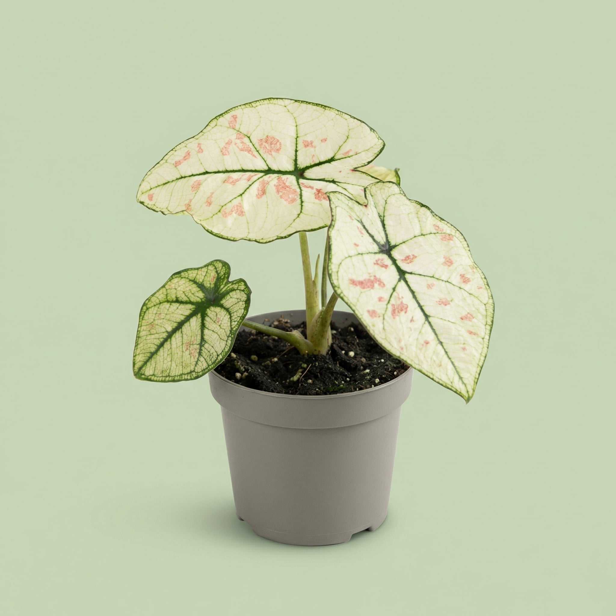 MM-MEC-0495 2 - plants