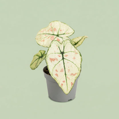 MM-MEC-0495 - plants