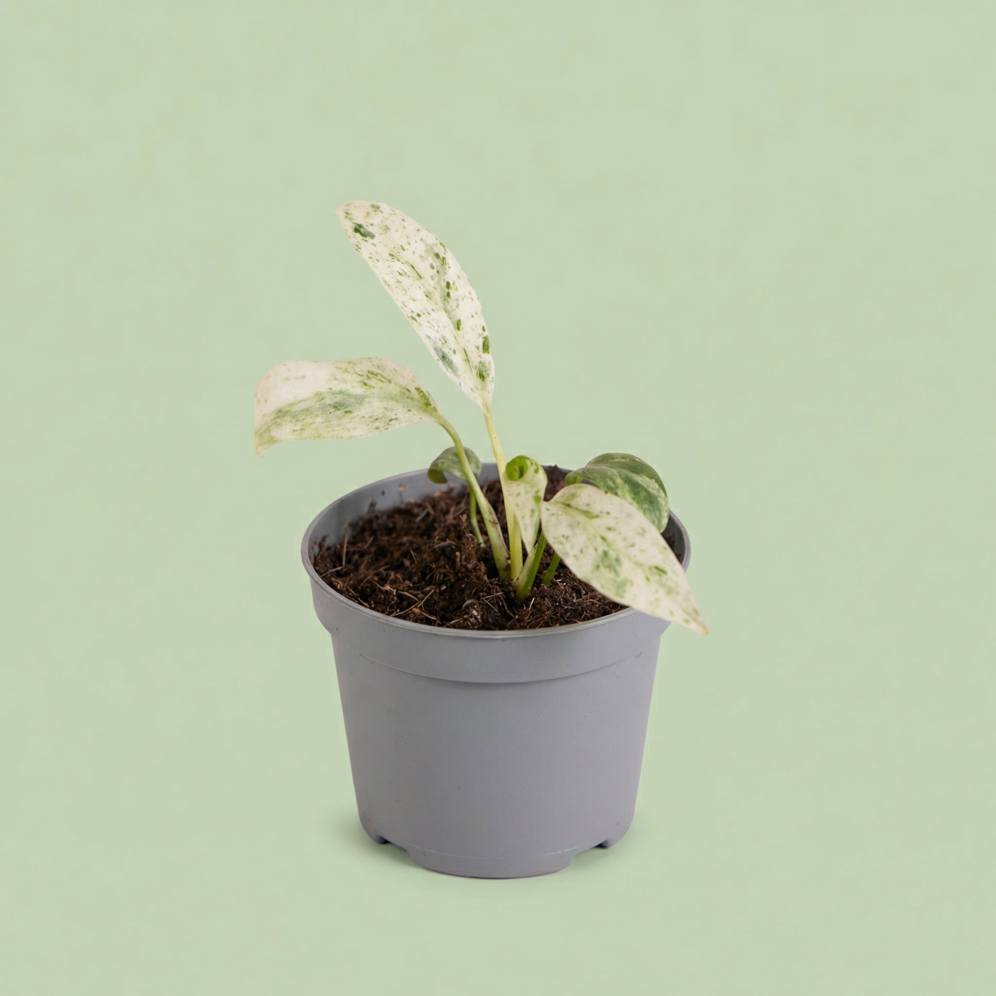 MM-MEC-0503 2 - plants