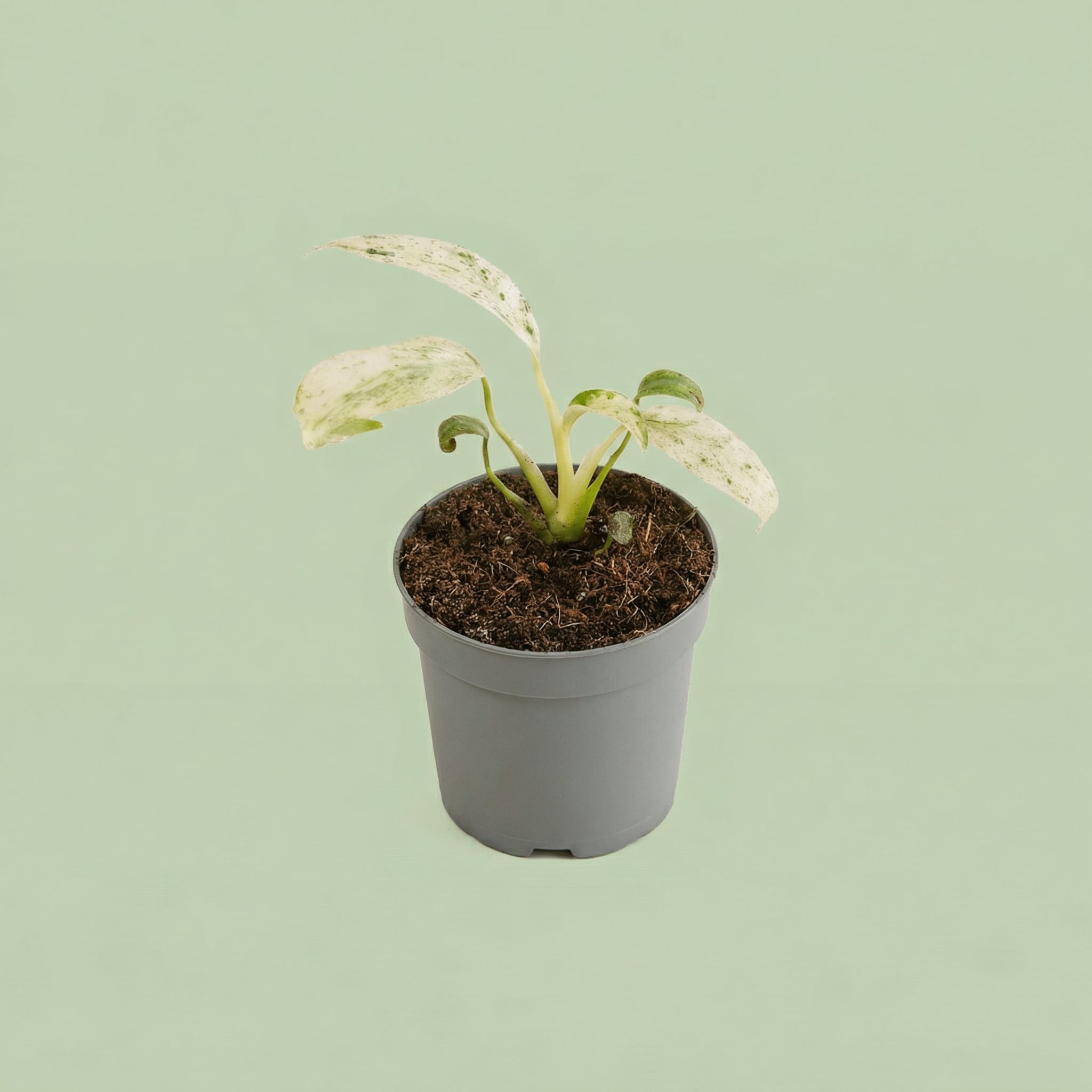 MM-MEC-0503 - plants