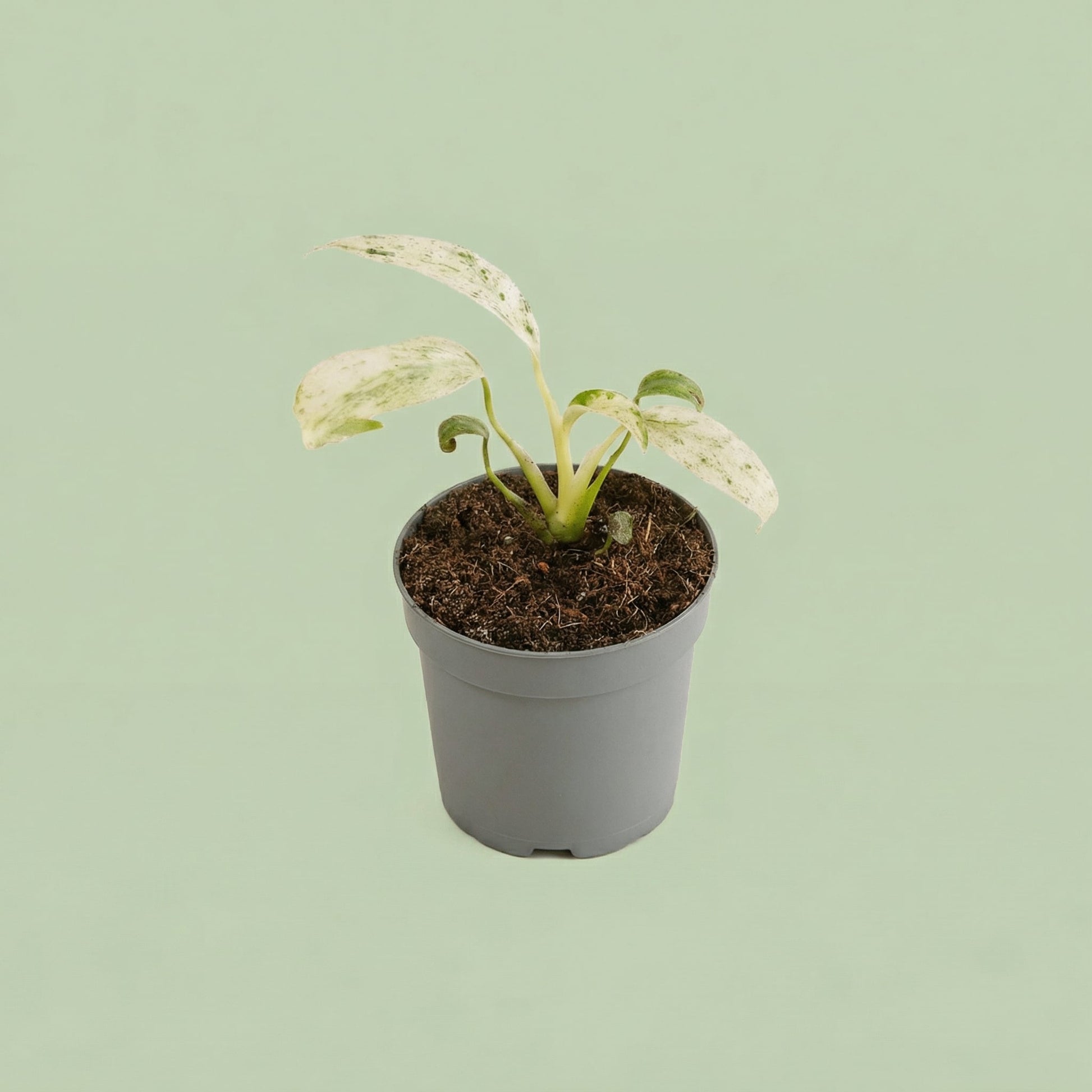 MM-MEC-0503 - plants