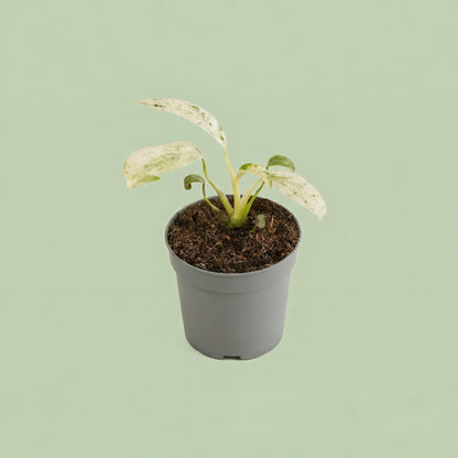 MM-MEC-0503 - plants