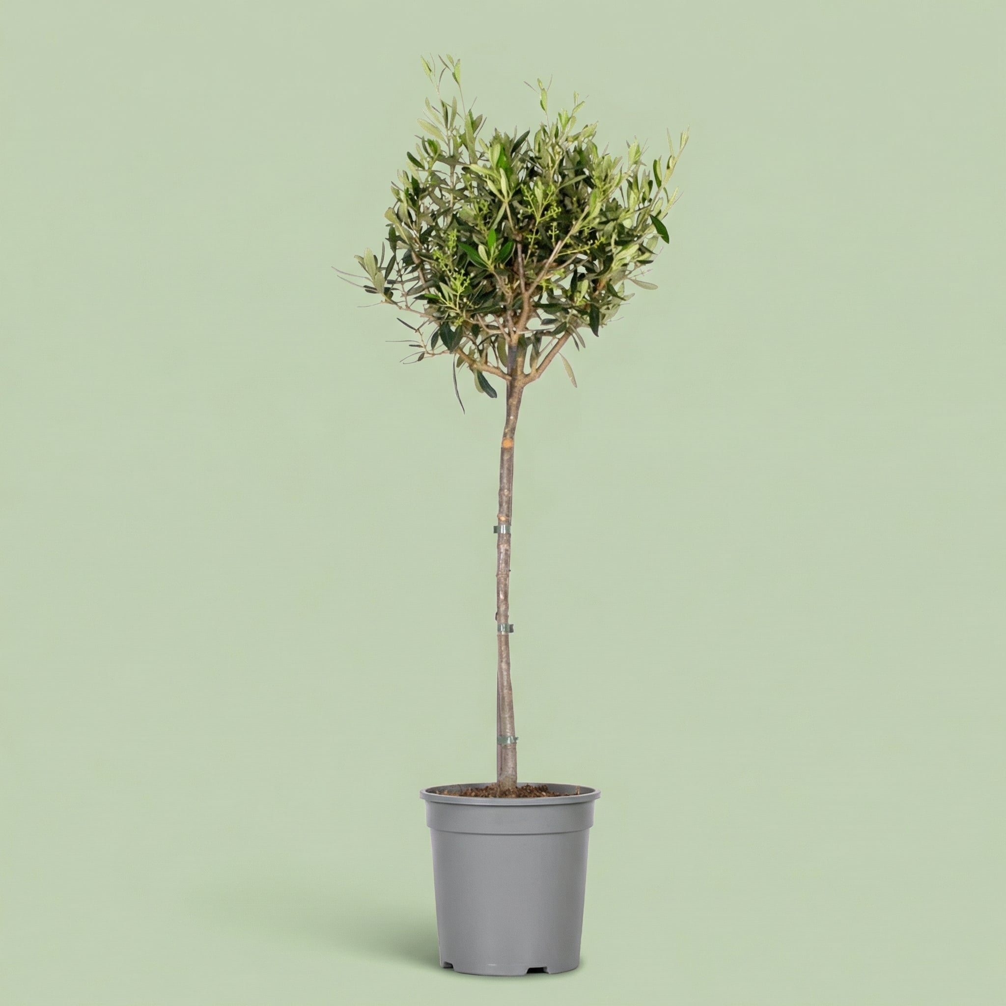 MM-MEC-0697 - plants