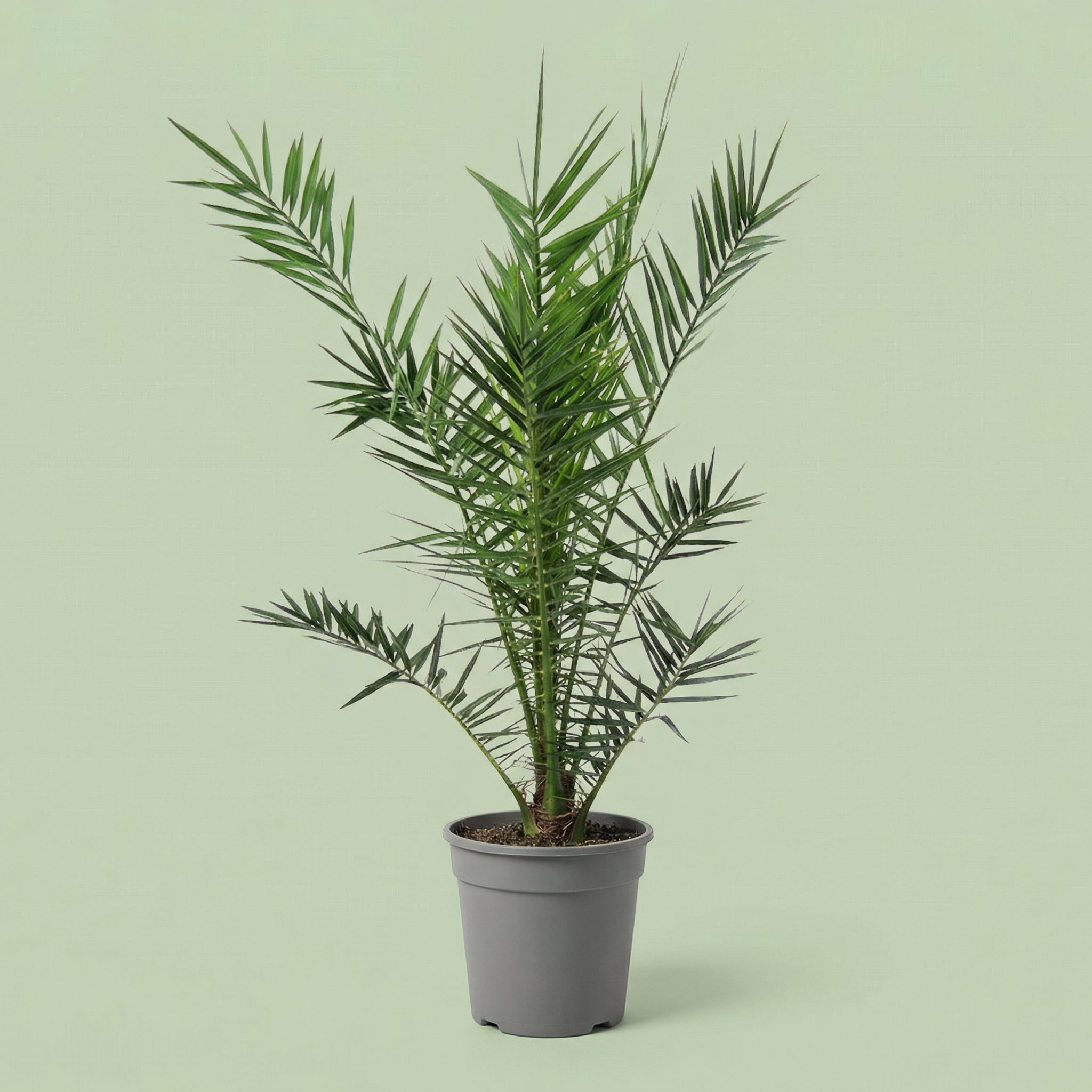 MM-MEC-0703 - plants