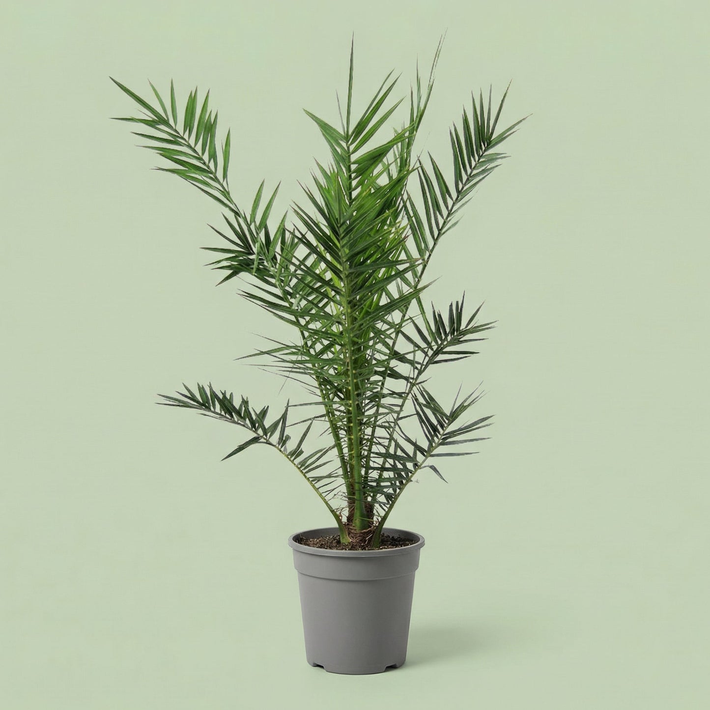 MM-MEC-0703 - plants