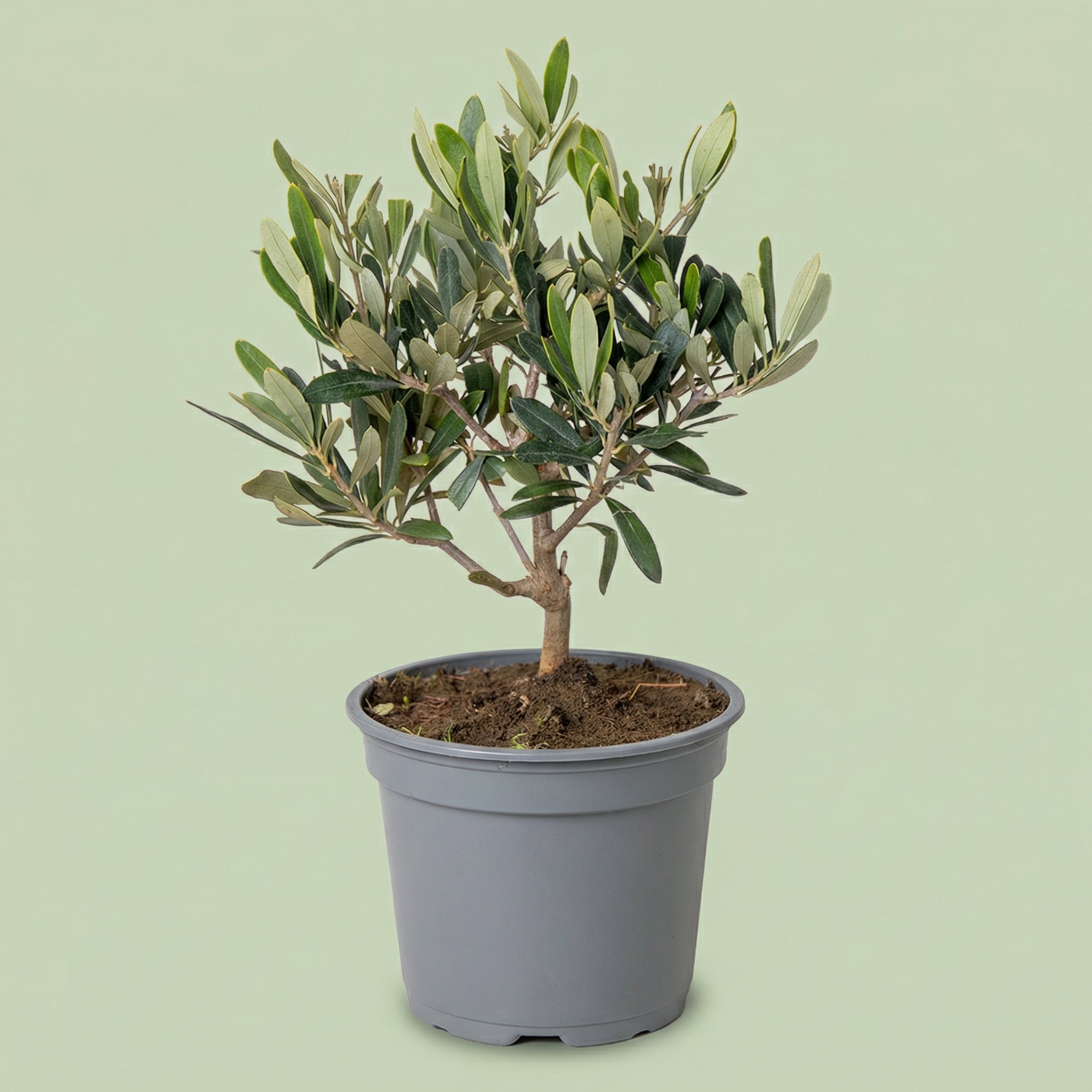 MM-MEC-0704 - plants