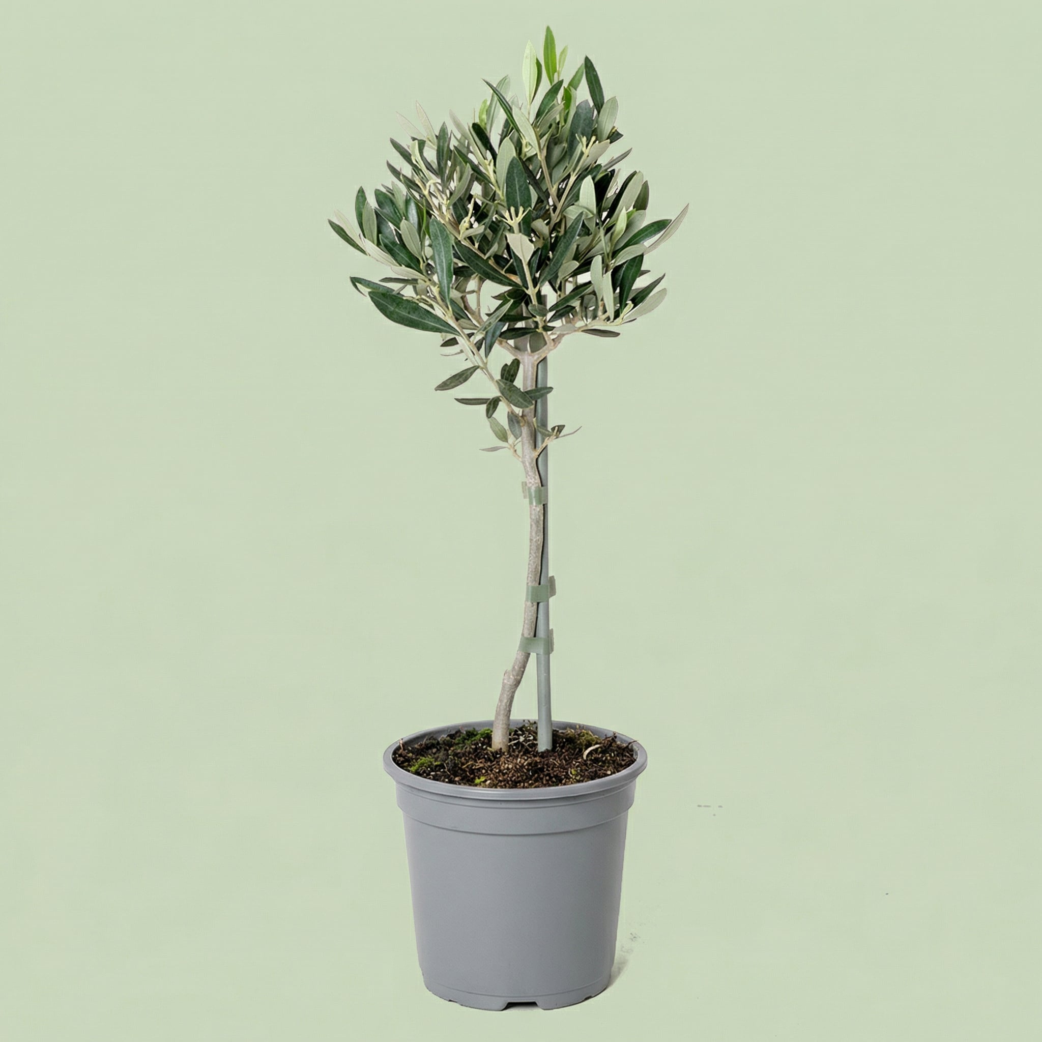 MM-MEC-0705 - plants