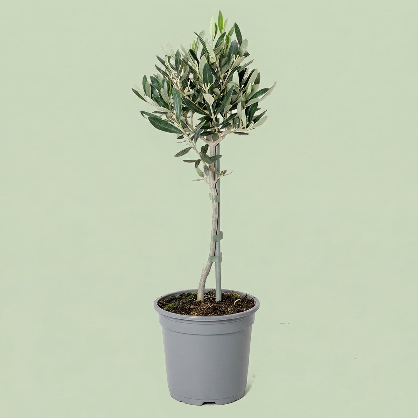 MM-MEC-0705 - plants