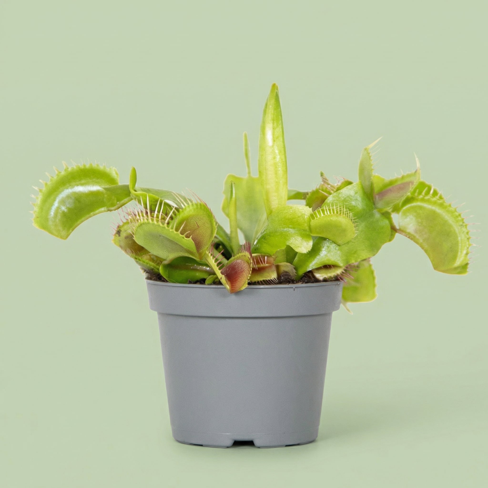 MM-MEC-0857 - plants