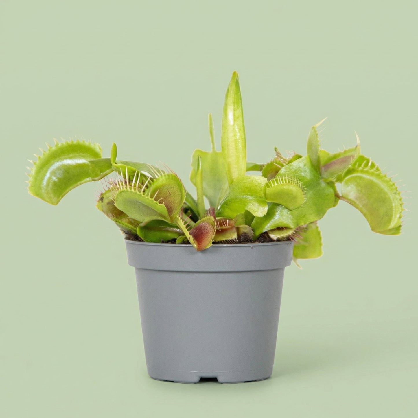 MM-MEC-0857 - plants