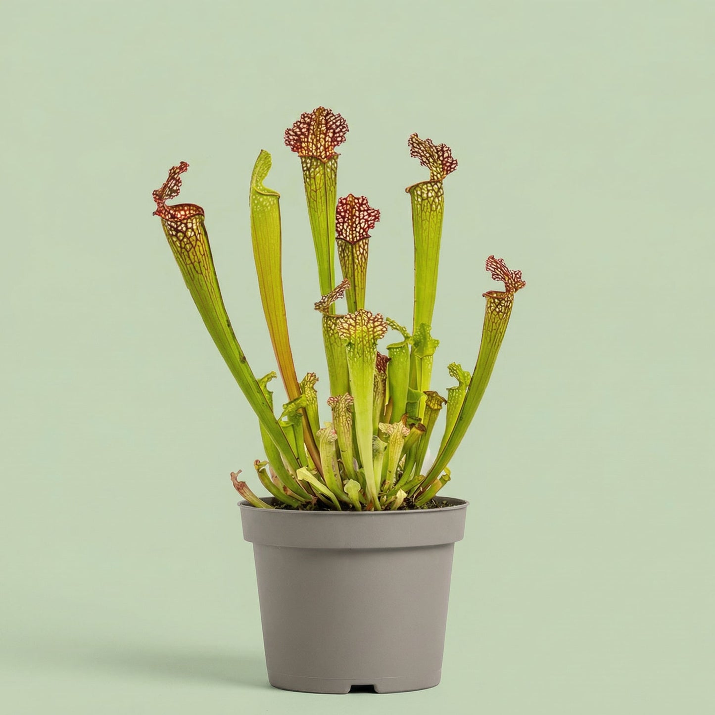 MM-MEC-0859 - plants
