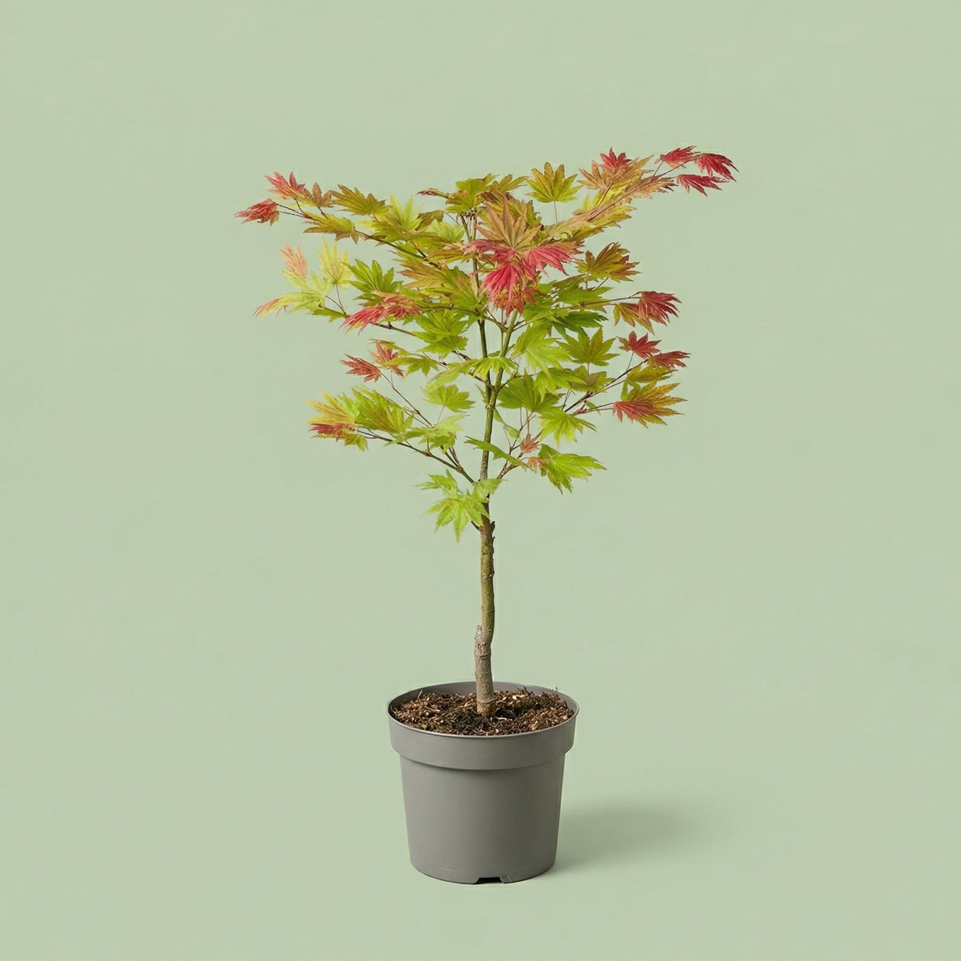 MM-MEC-0957 - plants