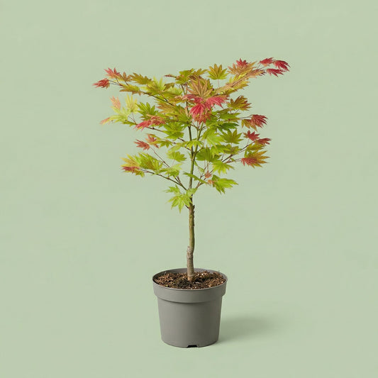 MM-MEC-0957 - plants