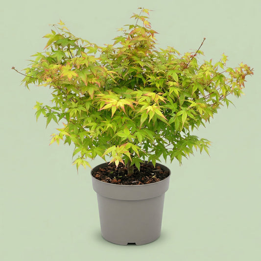 MM-MEC-0963 - plants